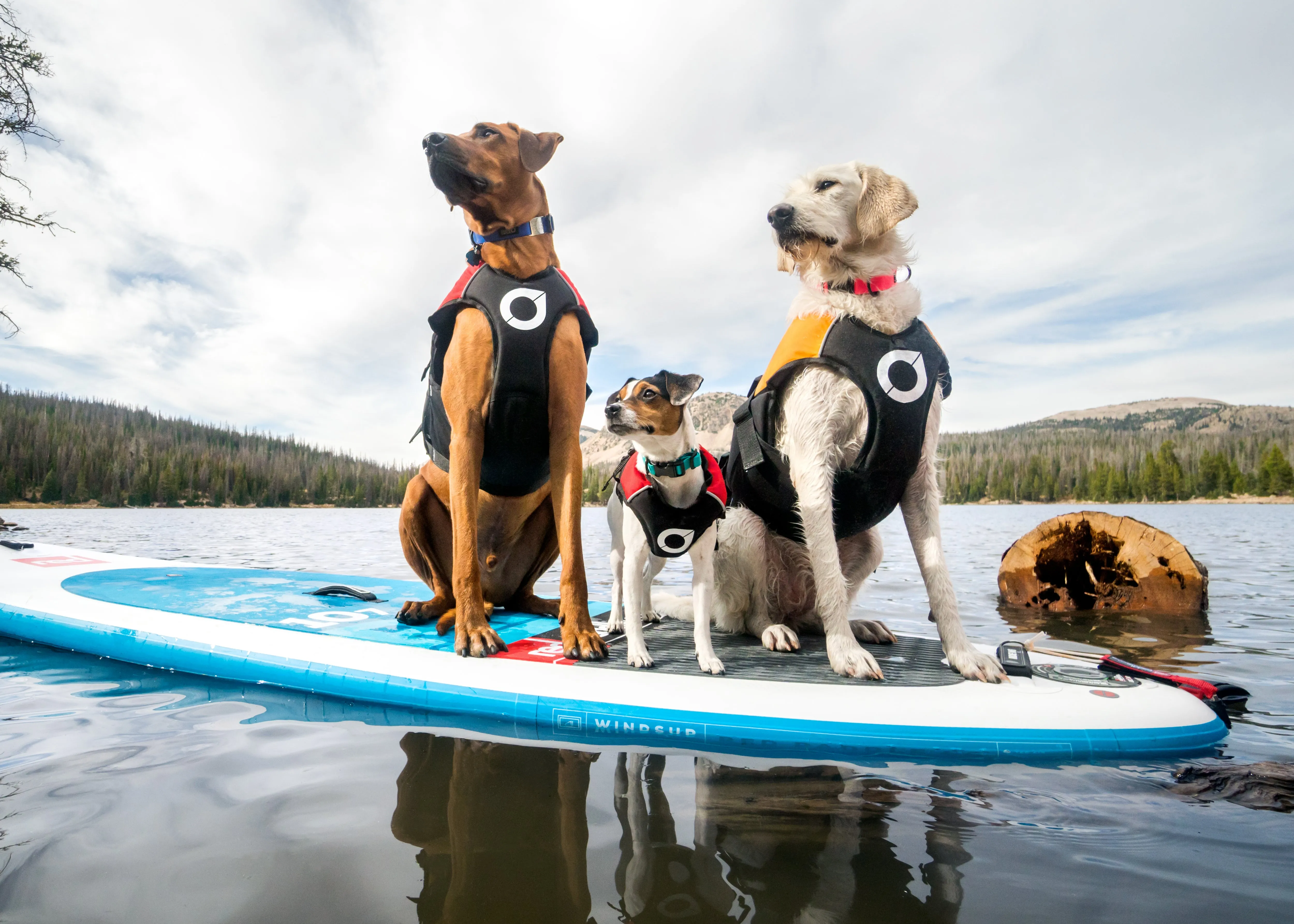 Float Doggy - Dog Life Jacket